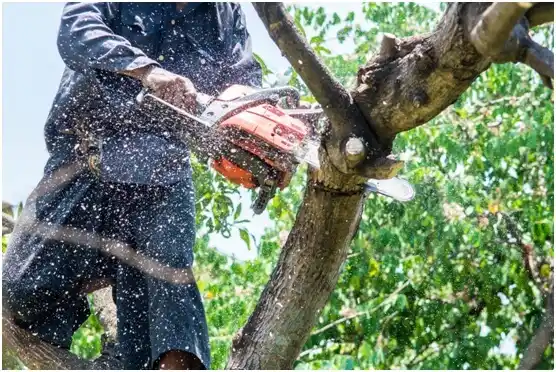 tree services Glencoe